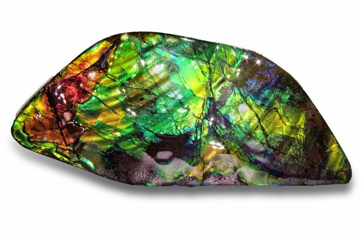 Flashy Ammolite (Fossil Ammonite Shell) - Alberta, Canada #258221